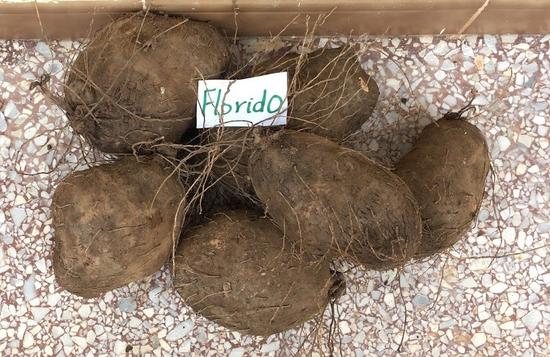 Florido the most widely adopted variety of yam in Côte d’Ivoire this was originally a farmer selection from introduced materials which spread through the informal system helped by its suitability for pounded yam. ®M.Kouakou